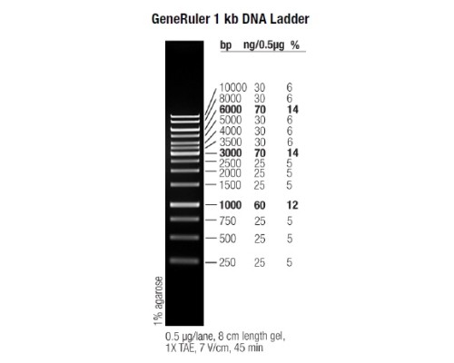Маркер длин ДНК GeneRuler 1 kb, 10 фрагментов от 250 до 10000 п.н., 0,5 мкг/мл, Thermo FS