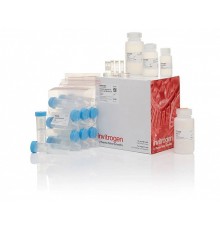 Набор JetQuick Blood and Cell Culture DNA Midiprep Kit, Thermo FS