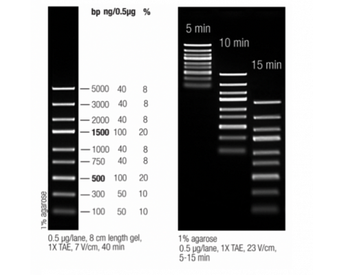 Маркер длин ДНК для экспресс анализа GeneRuler Express, 9 фрагментов от 100 до 5000 п.н., готовый к применению, 0,1 мкг/мкл, Thermo FS