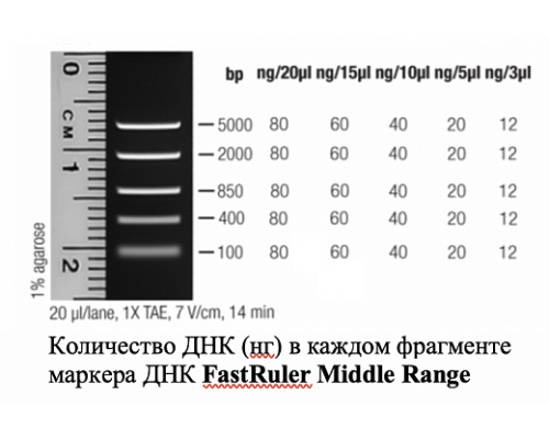 Маркер длин ДНК FastRuler Middle Range, 5 фрагментов от 50 до 1500 п.н., готовый к применению, Thermo FS